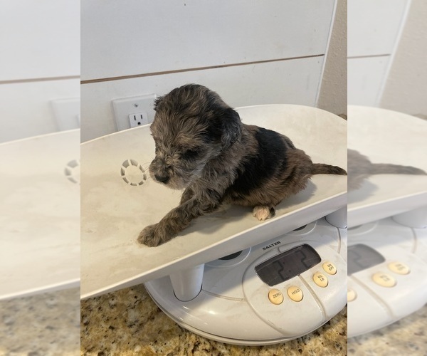 Medium Photo #3 Aussiedoodle Puppy For Sale in YACOLT, WA, USA