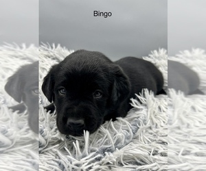 Labrador Retriever Dog for Adoption in FREDERICKSBG, Ohio USA