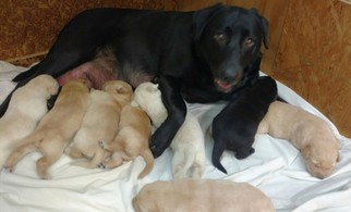 Mother of the Labrador Retriever puppies born on 10/09/2017