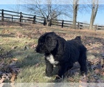 Small Photo #10 Aussiedoodle Puppy For Sale in CROWN POINT, IN, USA