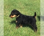Small Photo #5 Airedale Terrier Puppy For Sale in MC BAIN, MI, USA
