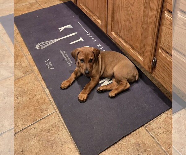 Medium Photo #3 Dachshund-Doberman Pinscher Mix Puppy For Sale in Buffalo, MN, USA
