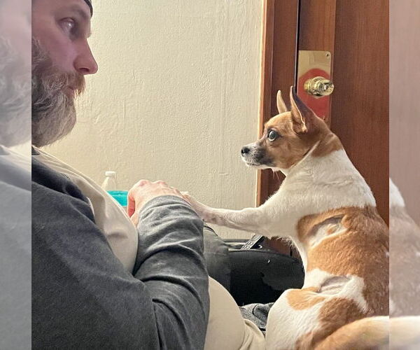 Medium Photo #3 Chug Puppy For Sale in Minneapolis, MN, USA