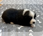 Small #9 Australian Shepherd