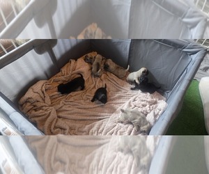 Pug Litter for sale in SEYMOUR, IN, USA