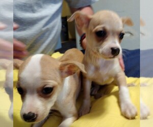 Cardigan Welsh Corgi-Chihuahua Mix Puppy for sale in CARBONDALE, PA, USA
