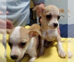 Small Photo #1 Cardigan Welsh Corgi-Chihuahua Mix Puppy For Sale in CARBONDALE, PA, USA