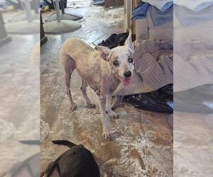 Chihuahua Dogs for adoption in San Antonio, TX, USA