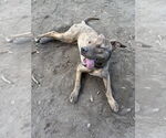 Small #13 Mutt