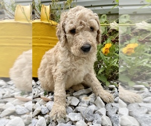Goldendoodle-Poodle (Standard) Mix Puppy for sale in LEICESTER, NC, USA