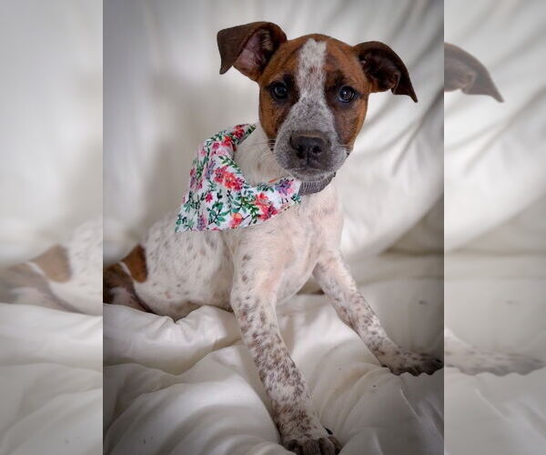 Medium Photo #3 Mutt Puppy For Sale in Lawrenceville, NJ, USA