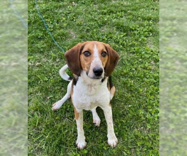 Medium Photo #2 Beagle Puppy For Sale in Columbus, OH, USA