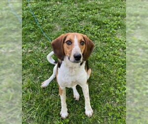 Elvis - Male Beagle Dog for Adoption - Photo #2