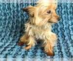 Small Photo #2 Yorkshire Terrier Puppy For Sale in STAFFORD SPRINGS, CT, USA