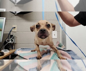 Chihuahua-Unknown Mix Dogs for adoption in Aurora, IL, USA