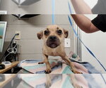 Small Chihuahua Mix