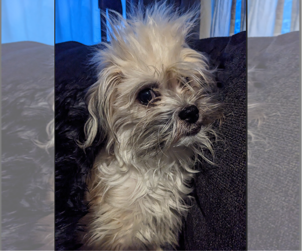 Medium Photo #1 Maltipoo Puppy For Sale in Redmond, WA, USA
