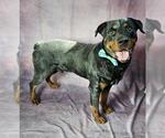 MACK - Male Rottweiler-Unknown Mix Dog for Adoption - Small photo