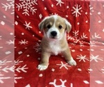 Puppy Vanilla Pembroke Welsh Corgi