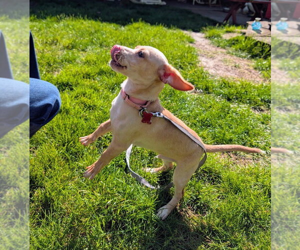 Medium Photo #4 Chiweenie Puppy For Sale in Springdale, PA, USA