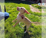 Small #3 Chiweenie