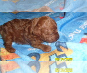 Poodle (Toy) Puppy for sale in DULUTH, GA, USA