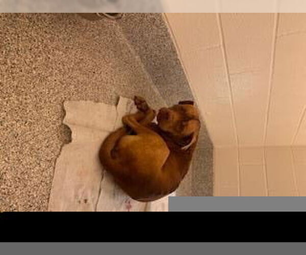 Medium Photo #1 Mutt Puppy For Sale in Houston, TX, USA