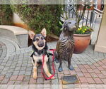 Small #29 German Shepherd Dog
