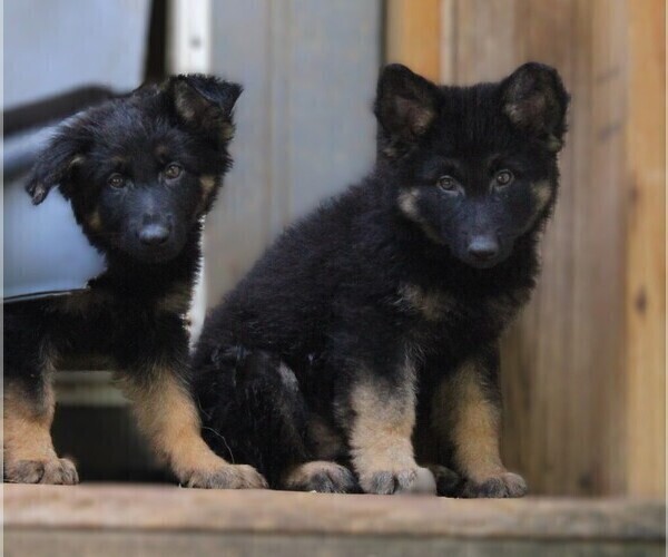 Medium Photo #1 German Shepherd Dog Puppy For Sale in WARRENTON, NC, USA