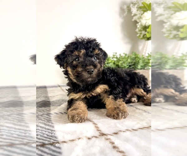 Medium Photo #4 Yorkipoo Puppy For Sale in GREENFIELD, IN, USA