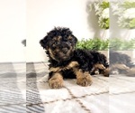 Small #3 Yorkipoo