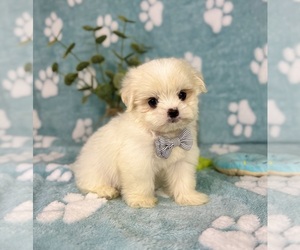 Mal-Shi Puppy for sale in NOBLESVILLE, IN, USA
