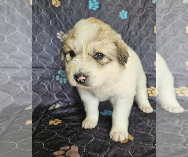 Medium Photo #2 Great Pyrenees Puppy For Sale in Croydon, NH, USA
