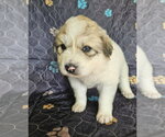 Small #1 Great Pyrenees