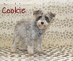 Small Photo #1 Schnauzer (Miniature) Puppy For Sale in DENVER, PA, USA