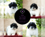Small Photo #13 Poodle (Miniature) Puppy For Sale in WARSAW, IN, USA