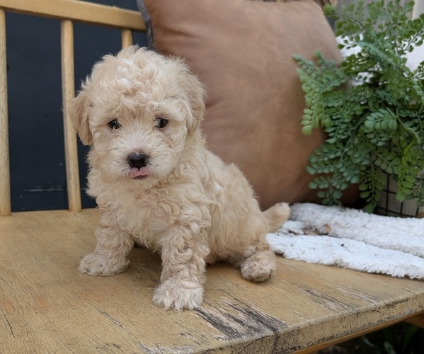 Medium Photo #7 Poovanese Puppy For Sale in GOSHEN, IN, USA