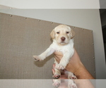 Small Photo #3 Labradoodle Puppy For Sale in STATESVILLE, NC, USA