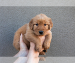 Puppy Green Golden Retriever
