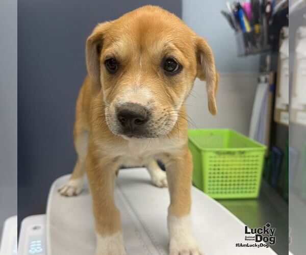 Medium Photo #3 Mutt Puppy For Sale in Washington, DC, USA