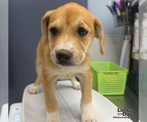Muffin - Female Mutt Dog for Adoption - Photo #3