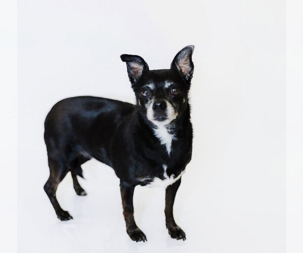 Medium Photo #1 Chihuahua Puppy For Sale in York, SC, USA