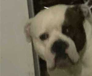 Father of the American Bulldog puppies born on 03/26/2025