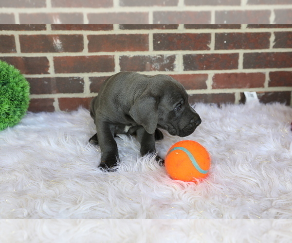 Medium Photo #2 Great Dane Puppy For Sale in GOSHEN, IN, USA
