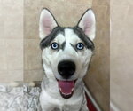 Small #2 Siberian Husky