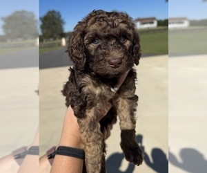 Aussiedoodle Miniature  Puppy for sale in ROCK HILL, SC, USA