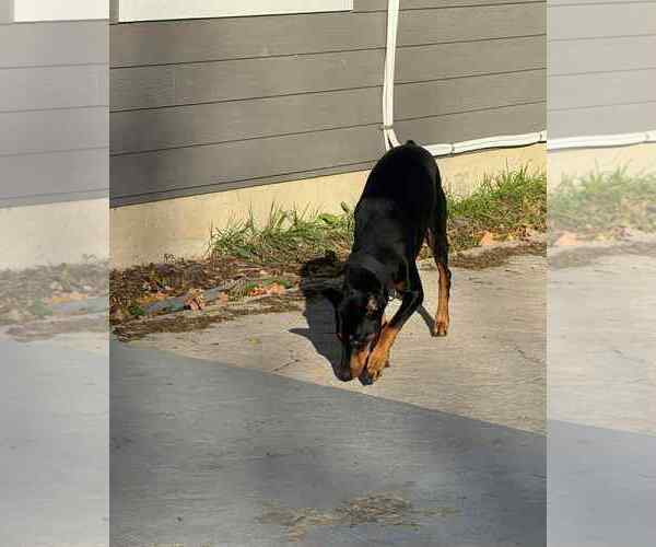 Medium Photo #12 Doberman Pinscher Puppy For Sale in Buffalo, MN, USA