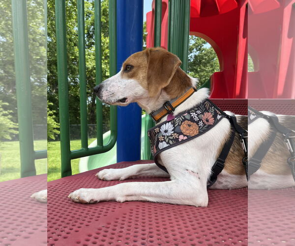 Medium Photo #2 Mutt Puppy For Sale in Spotsylvania, VA, USA