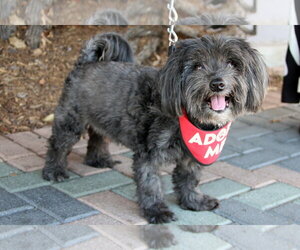 Chewie - Male Mal-Shi Dog for Adoption - Photo #7