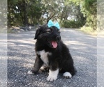 Small Photo #8 Great Pyrenees-Newfoundland Mix Puppy For Sale in SPRING BRANCH, TX, USA
